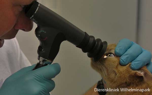 Indien een kat plotseling blind wordt moet je aan een bloeding achter het netvlies denken, dit ontstaat door een te hoge bloeddruk